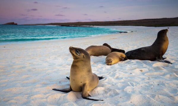 Best Time To Visit The Galapagos Islands: Full Guide | Marchay